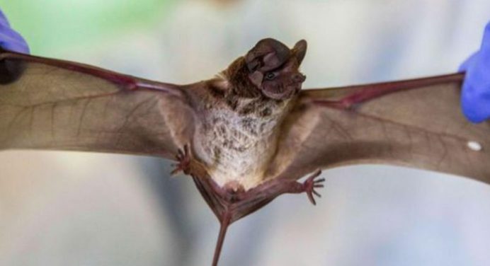 Hallaron murciélagos en Tailandia con un nuevo coronavirus