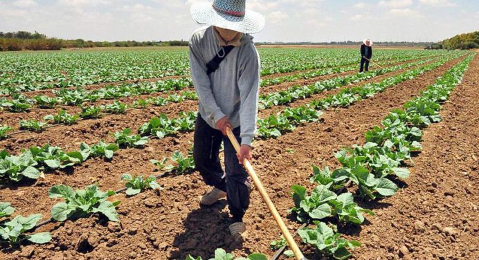 Fedeagro informó que la producción agrícola alcanzó el 20 %