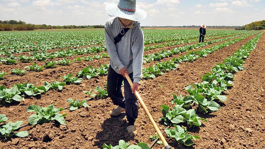 Fedeagro informó que la producción agrícola alcanzó el 20 %
