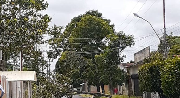 Se cayó árbol con las fuertes lluvias en Juanico