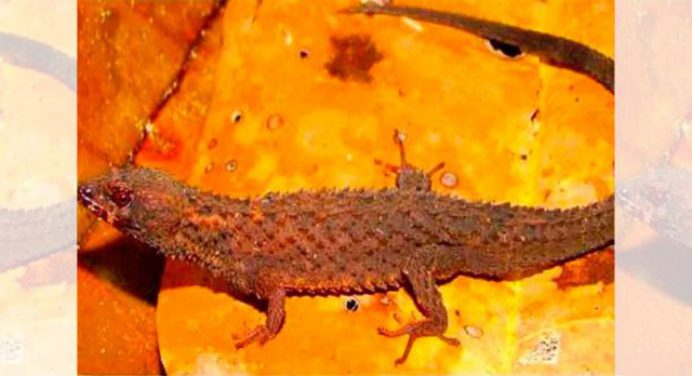 Descubren nueva especie de lagarto en la Amazonia venezolana