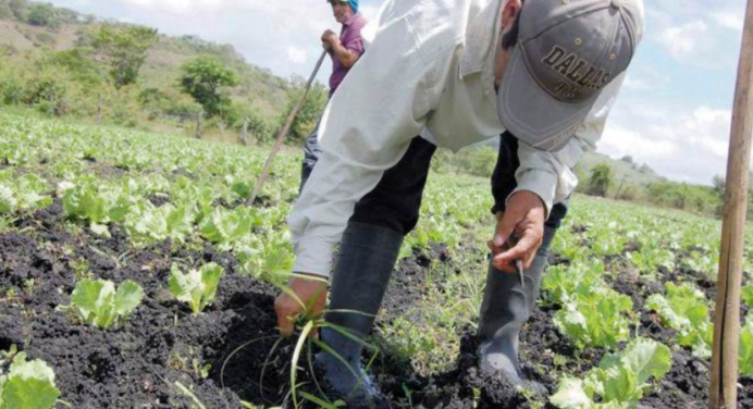 Ingenieros denuncian presunta venta de agroinsumos falsificados en Venezuela
