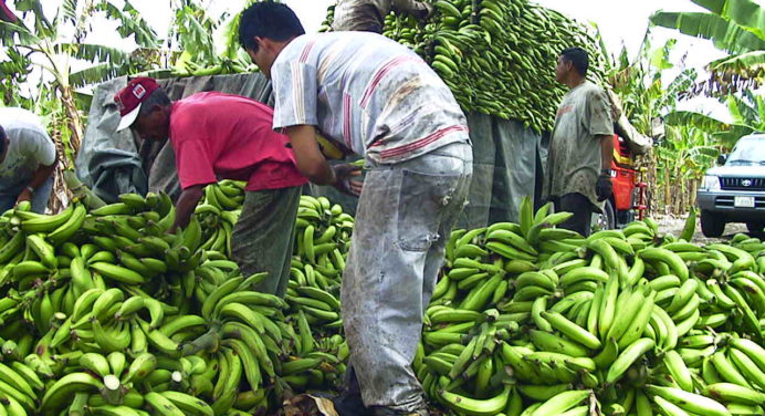 70% de la producción de plátano en peligro por escasez de gasoil en el país