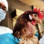 gripe aviar H10N3