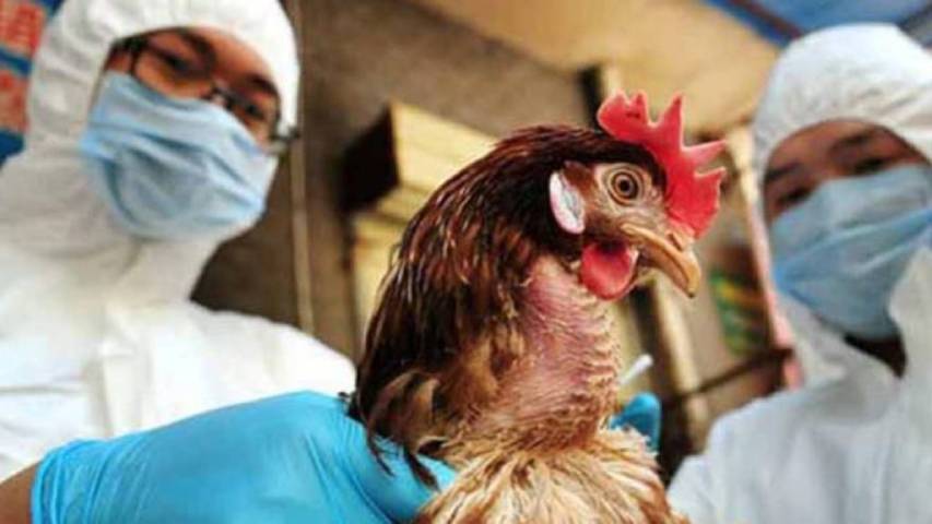 gripe aviar H10N3