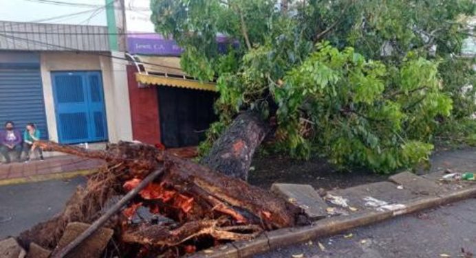 Desplome de árbol en la avenida Miranda dejó sin electricidad e Internet a parte de Maturín