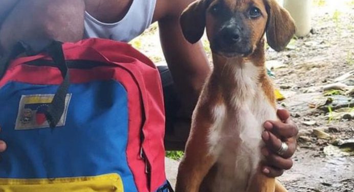 Un joven caminó 60 días con su perrita de regreso a Venezuela