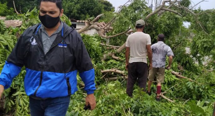 Tormenta dejó árboles caídos y sin electricidad a la isla de Margarita