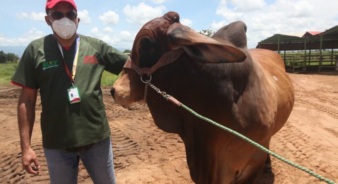 Insai entrega certificación a fincas libres de brucelosis en Monagas