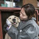 corea del sur considera eliminar el consumo de la carne de perros laverdaddemonagas.com p20 34924 1