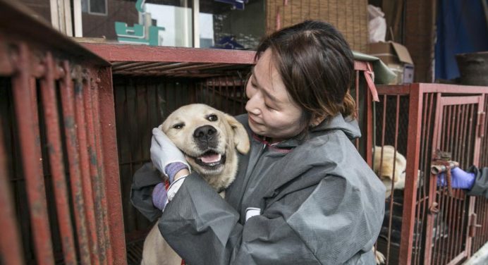Corea del Sur considera eliminar el consumo de la carne de perros