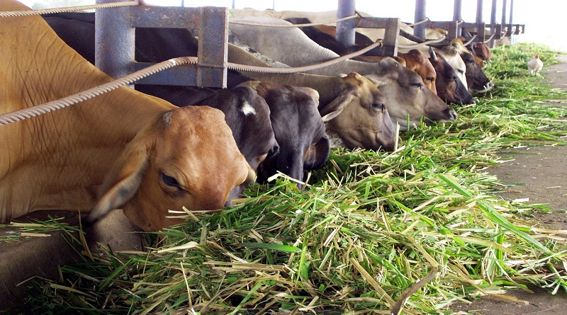 fedenaga produccion de carne en venezuela se ha reducido 55 en los ultimos anos laverdaddemonagas.com agencia 7