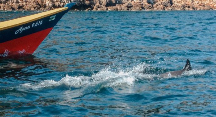 Sector turismo alerta sobre especie devoradora de delfines en Mochima