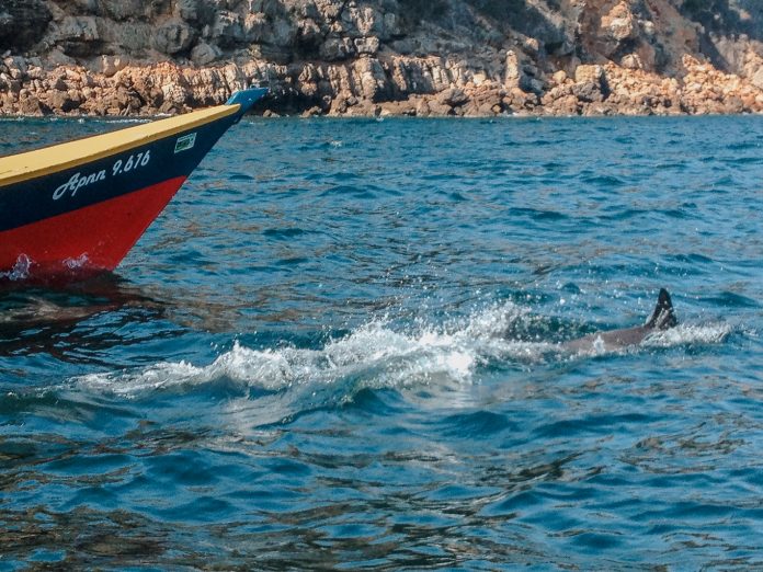 sector turismo alerta sobre especie devoradora de delfines en mochima laverdaddemonagas.com delfines en mochima michelleuz 696x522 1