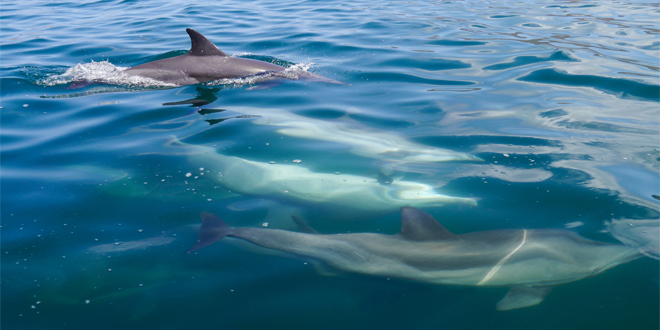 delfines mochima