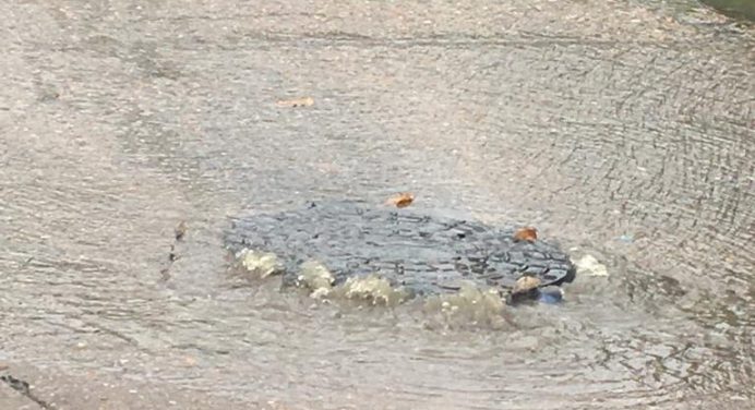 Vecinos de Los Godos denuncian bote de aguas negras