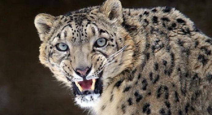 Abuelita fue atacada por un leopardo en la India y se hizo viral en TikTok (+video)