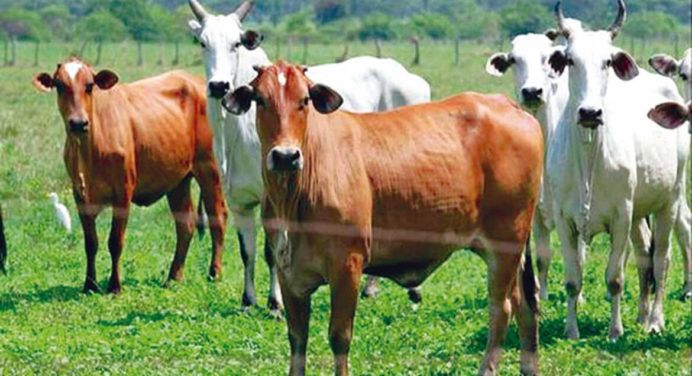 Fedenaga: A pesar de los obstáculos no ha bajado la calidad de la carne y leche