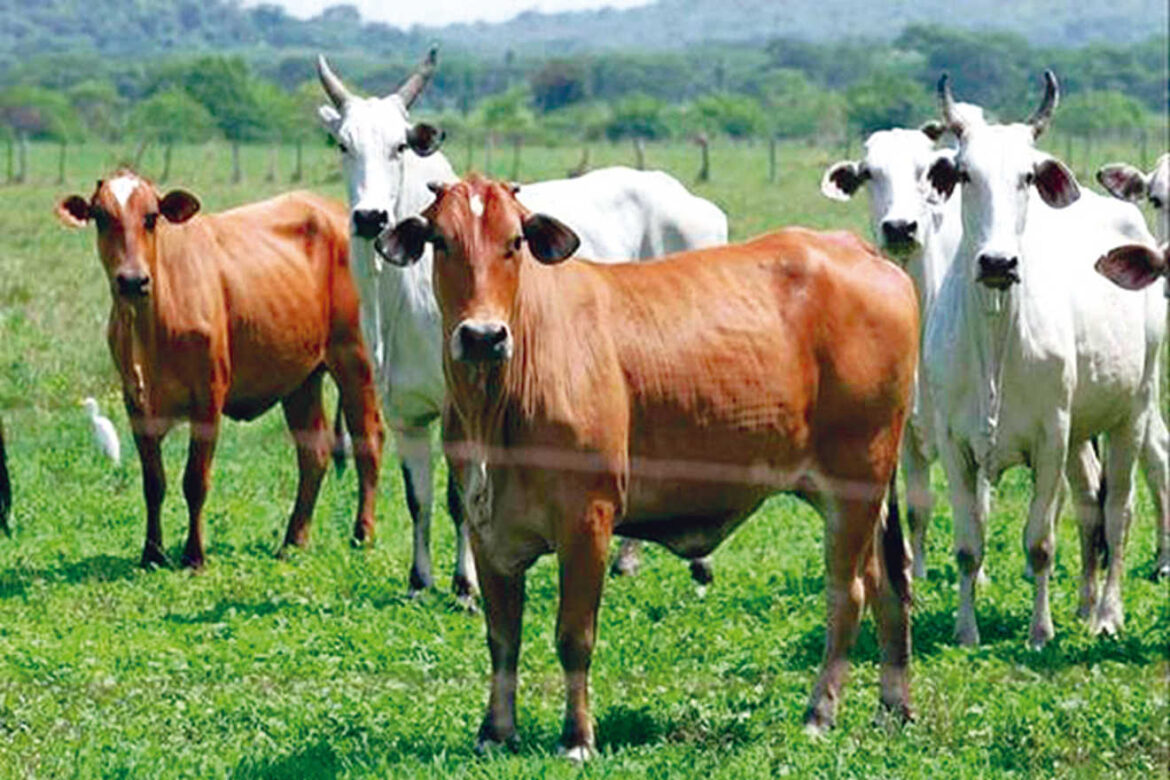 Fedenaga: A pesar de los obstáculos no ha bajado la calidad de la carne y leche