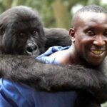 ndakasi la gorila que murio en brazos del cuidador que la rescato laverdaddemonagas.com 6007128043ba425fa55a6af99c5f57ec