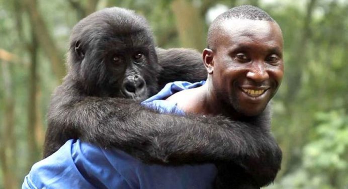 Ndakasi: La gorila que murió en brazos del cuidador que la rescató
