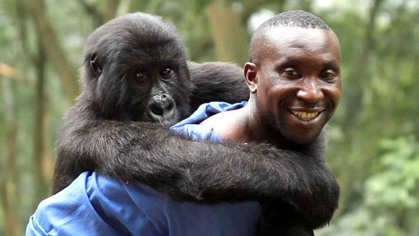 Ndakasi: La gorila que murió en brazos del cuidador que la rescató