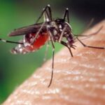 vacunese ops confirmo siete casos de fiebre amarilla en venezuela laverdaddemonagas.com mosquito