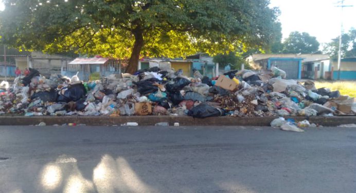 Araguaney rodeado de basura en Los Cortijos