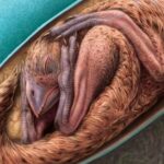 hallan embrion de dinosaurio preservado en china laverdaddemonagas.com oviraptor fosil huevo 720x375 1