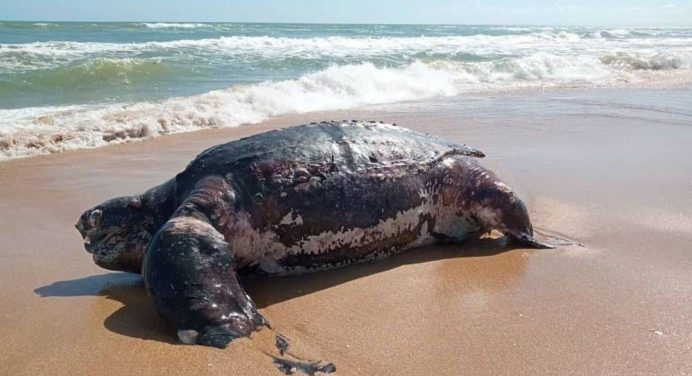 Tortuga gigante apareció muerta en playa de Falcón
