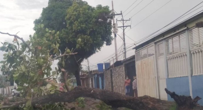¡Trancados! Se cayó árbol en la vía principal de Fundemos