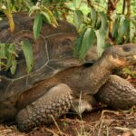 descubren cuatro nuevos virus en las tortugas gigantes de galapagos laverdaddemonagas.com virus tortugas gigantes foto archivo 696x391 1