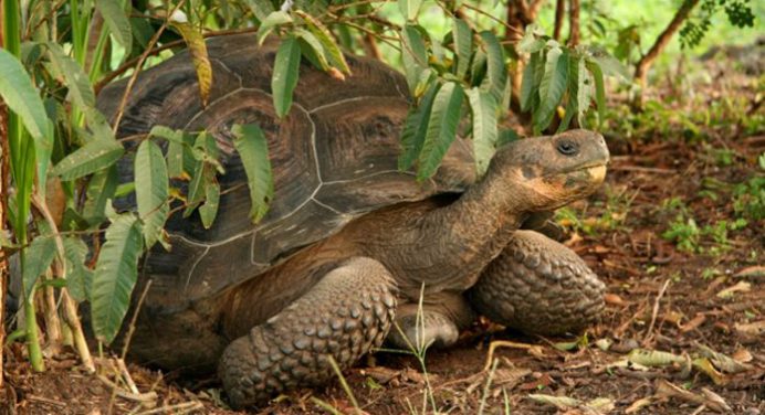 Descubren cuatro nuevos virus en las tortugas gigantes de Galápagos