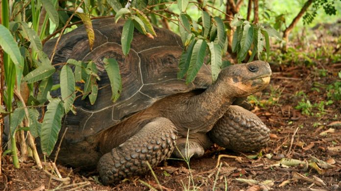 descubren cuatro nuevos virus en las tortugas gigantes de galapagos laverdaddemonagas.com virus tortugas gigantes foto archivo 696x391 1