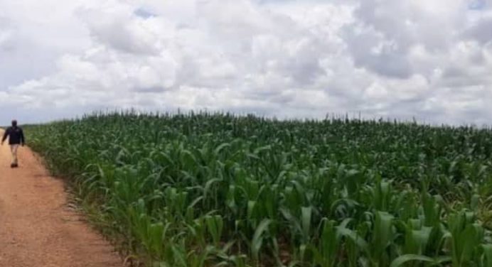 Maíz y soya son prioridad en el plan de siembra 2022 en Monagas