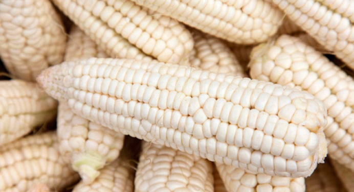 Agroindustria compró en su totalidad cosecha nacional de maíz
