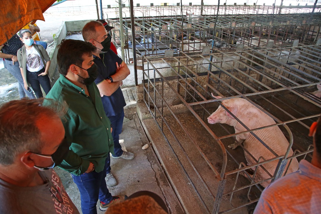 gobernador ernesto luna reimpulsara la produccion porcina en monagas laverdaddemonagas.com cochinito