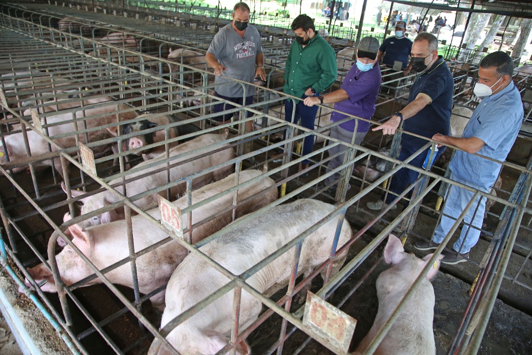gobernador ernesto luna reimpulsara la produccion porcina en monagas laverdaddemonagas.com granja porcina