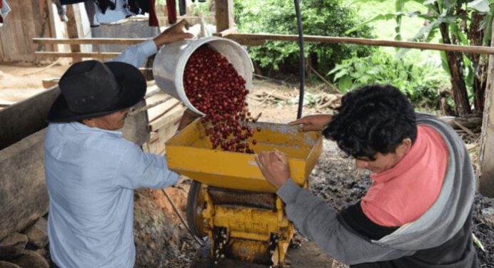 Fedeagro: 90% de la comercialización del café en el país es por intermediarios