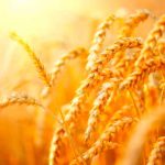agronomos venezolanos advierten que guerra en ucrania impactaria oferta de trigo y maiz laverdaddemonagas.com trigo es