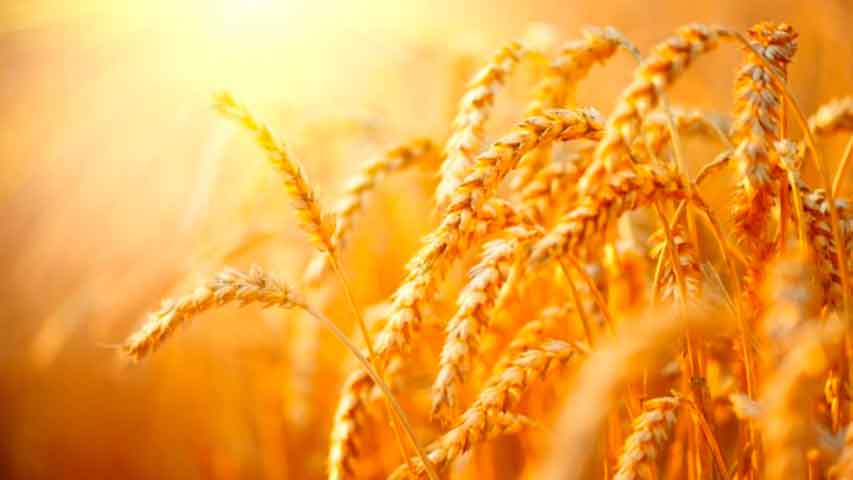 agronomos venezolanos advierten que guerra en ucrania impactaria oferta de trigo y maiz laverdaddemonagas.com trigo es