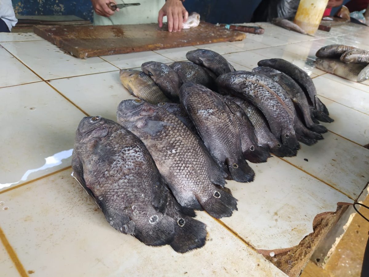aumentan precios del pescado debido al costo de la gasolina laverdaddemonagas.com pescado feo1 1