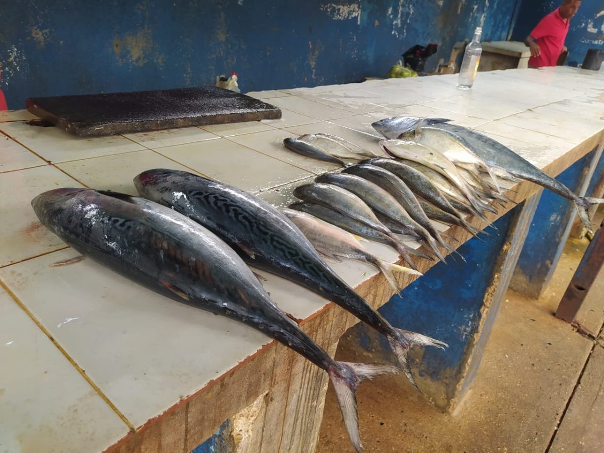 aumentan precios del pescado debido al costo de la gasolina laverdaddemonagas.com pescado22