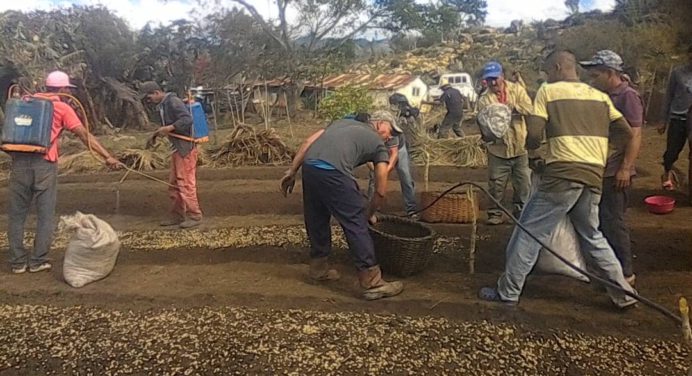 Entregan 200 kilos de semillas para activar producción de café en Cedeño