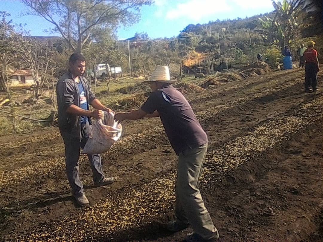 entregan 200 kilos de semillas para activar produccion de cafe en cedeno laverdaddemonagas.com cedeno4
