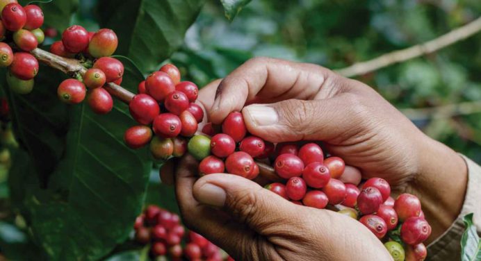 Gobernación entrega 600 kilos de semillas de café en Acosta y Caripe