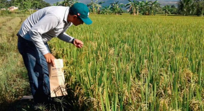 Producción de arroz en el país cayó 50%