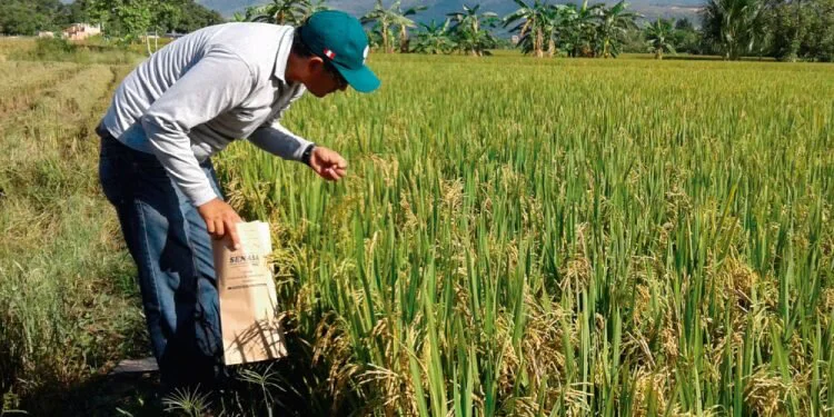 producción de arroz en venezuela