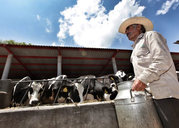federacion de ganaderos pide al gobierno para frenar las invasiones laverdaddemonagas.com vaca3