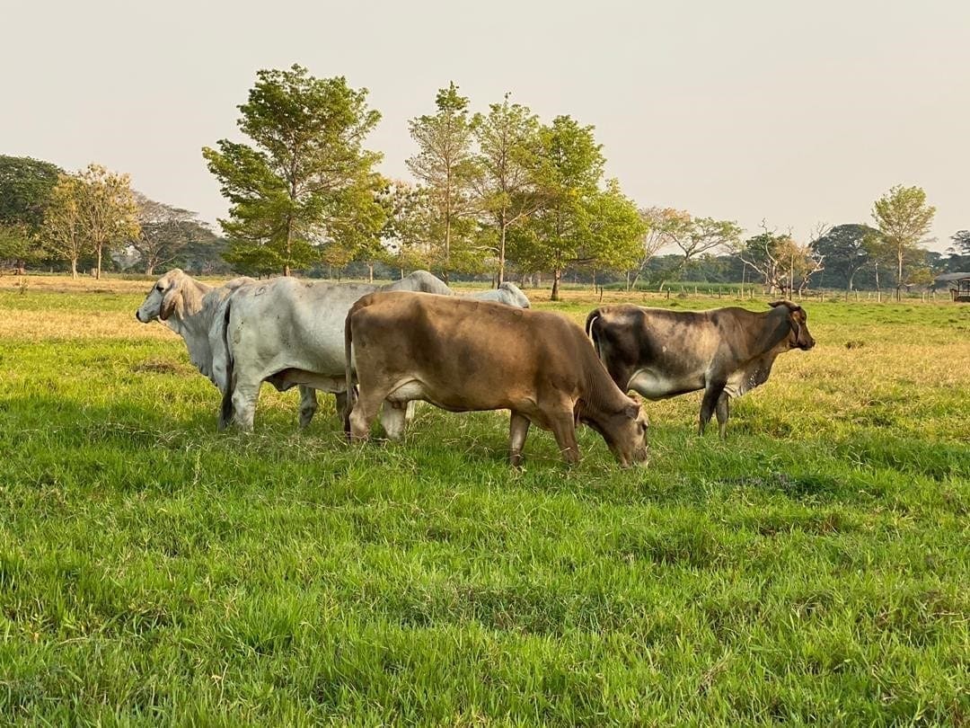 federacion de ganaderos pide al gobierno para frenar las invasiones laverdaddemonagas.com vacas1